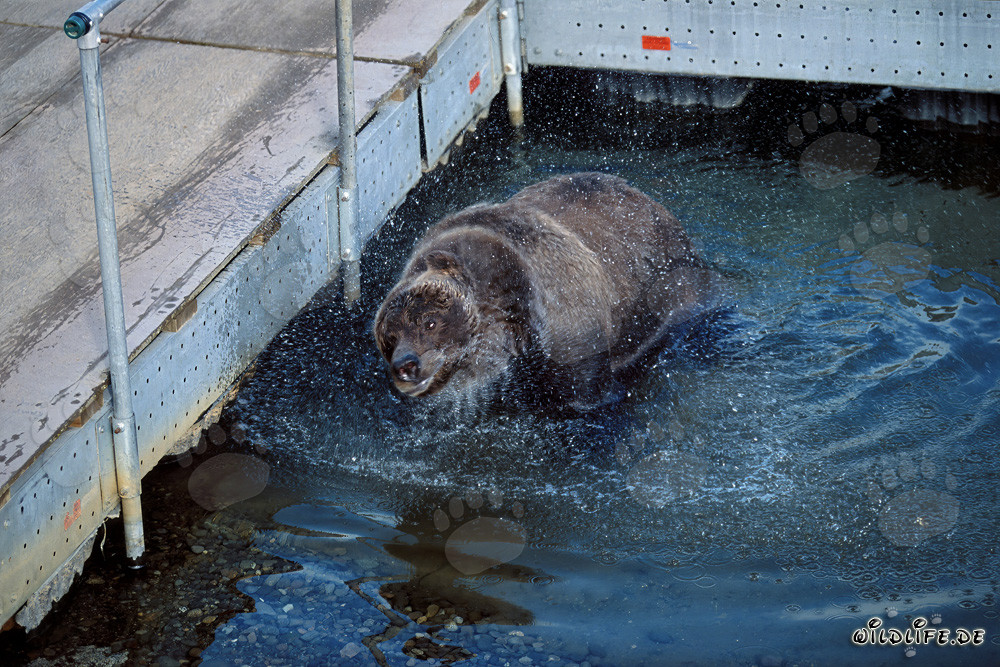 Braunbär beobachtet Lachse an der malerischen Pontonbrücke in Alaska