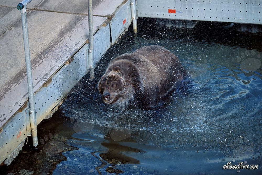 Brown bear observing salmon at the picturesque pontoon bridge in Alaska