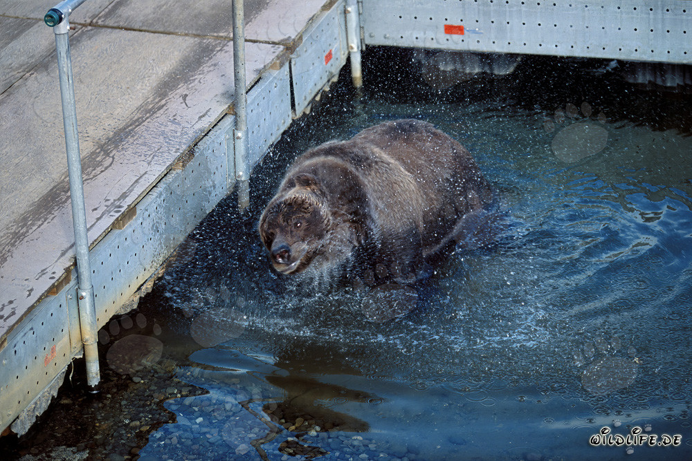 Orso bruno che osserva i salmoni sul pittoresco ponte galleggiante del fiume Brooks in Alaska