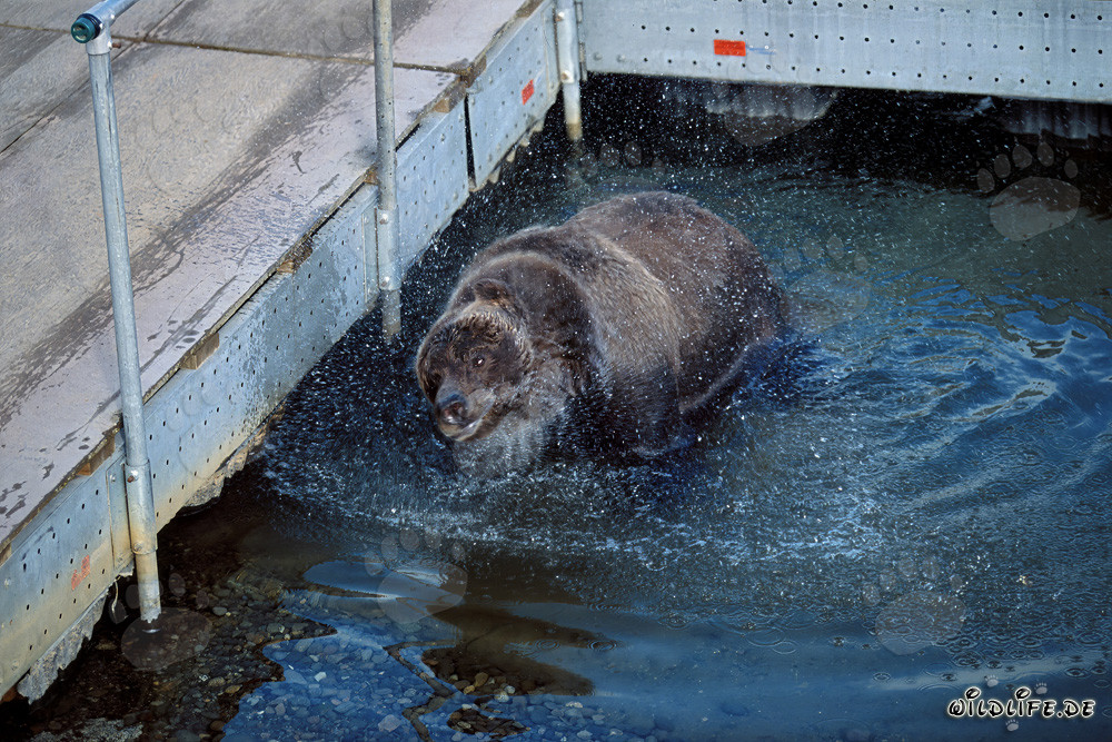 Oso pardo observando salmones en el pintoresco puente flotante del río Brooks en Alaska