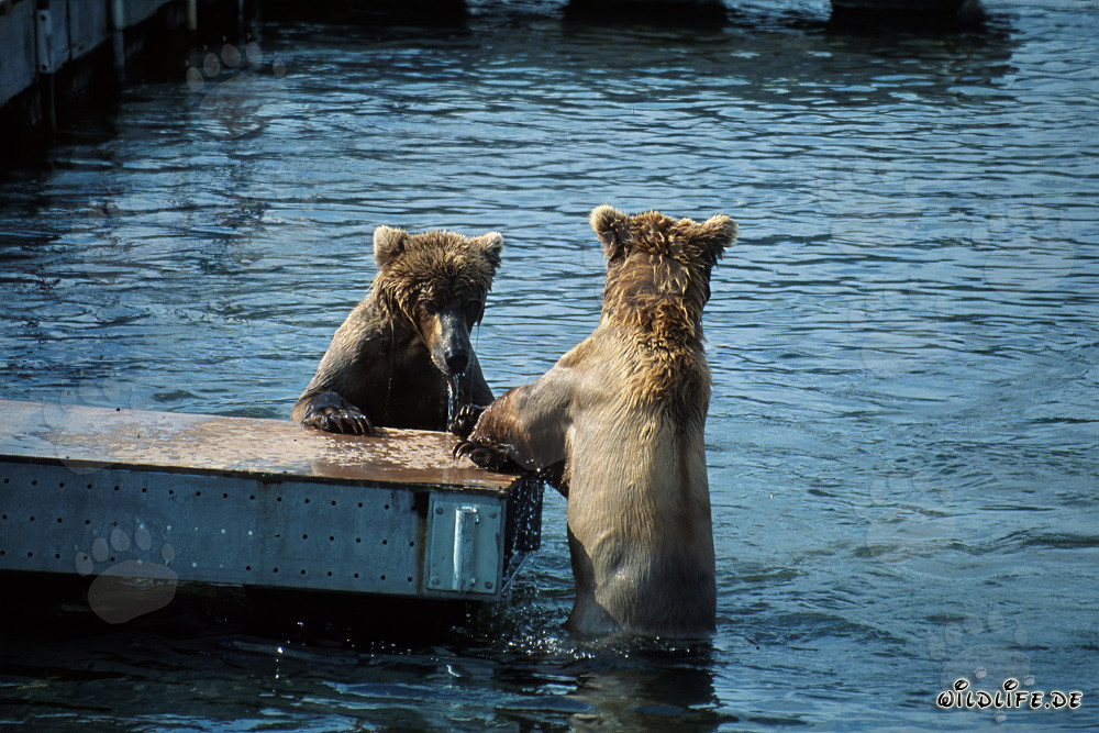 Playing and Fishing: Brown Bears on the Pontoon Bridge