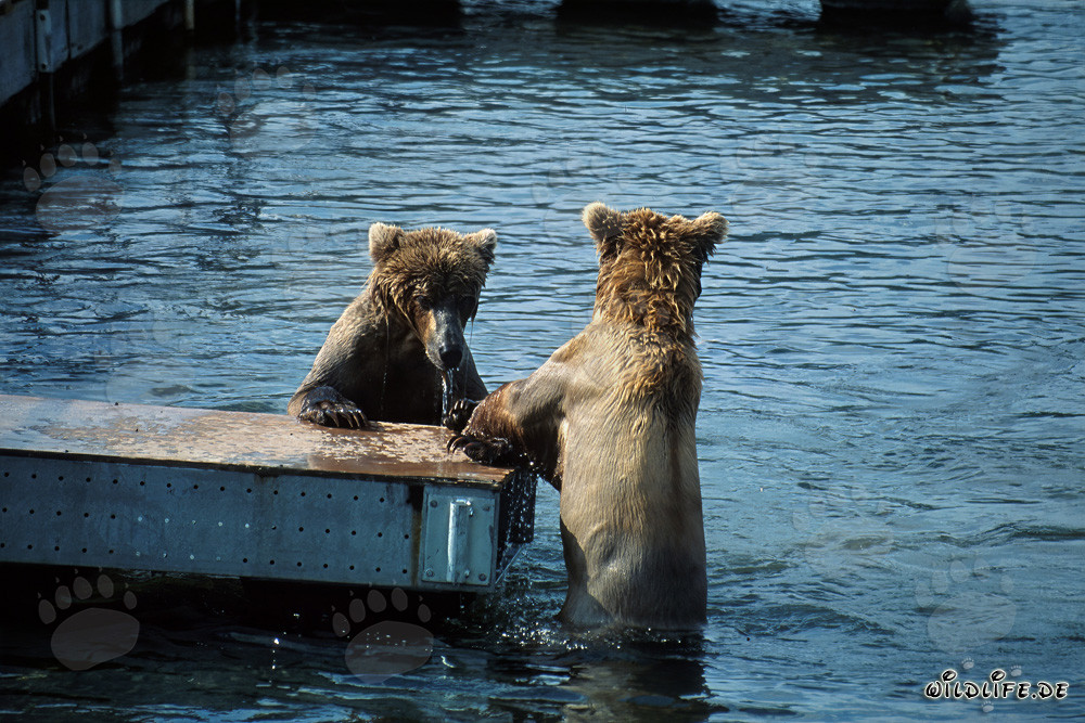 Jugar y pescar: osos pardos en el puente flotante