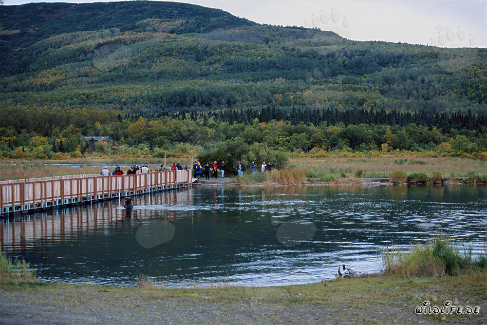 Braunbär auf der Pontonbrücke am Brooks River in Katmai, Alaska