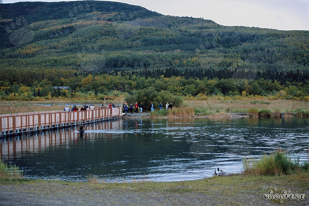 Brown Bear on the Pontoon Bridge at Brooks River in Katmai, Alaska