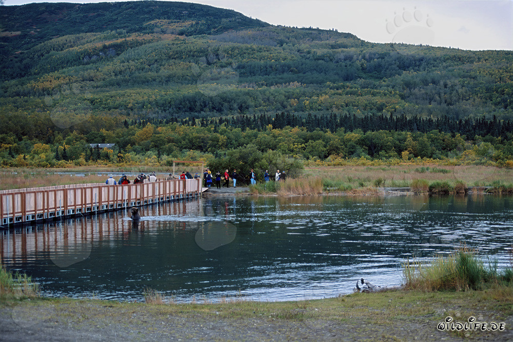 Orso bruno sul ponte galleggiante del fiume Brooks a Katmai, Alaska