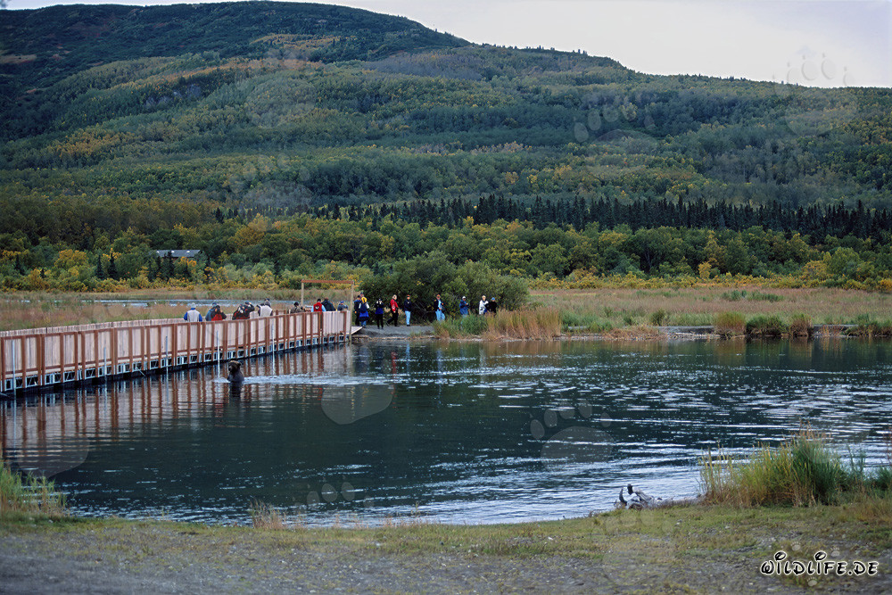 Oso pardo en el puente de pontones del río Brooks en Katmai, Alaska