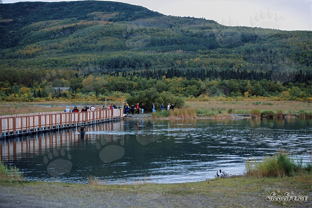 Ours brun sur le ponton du fleuve Brooks à Katmai, Alaska