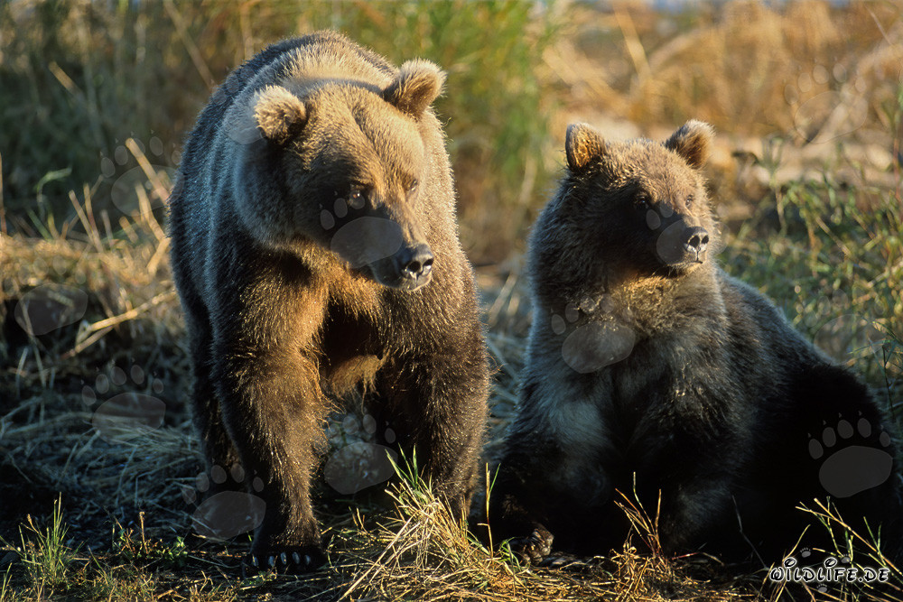 Imposante Baerenfamilie am Brooks River, Alaska