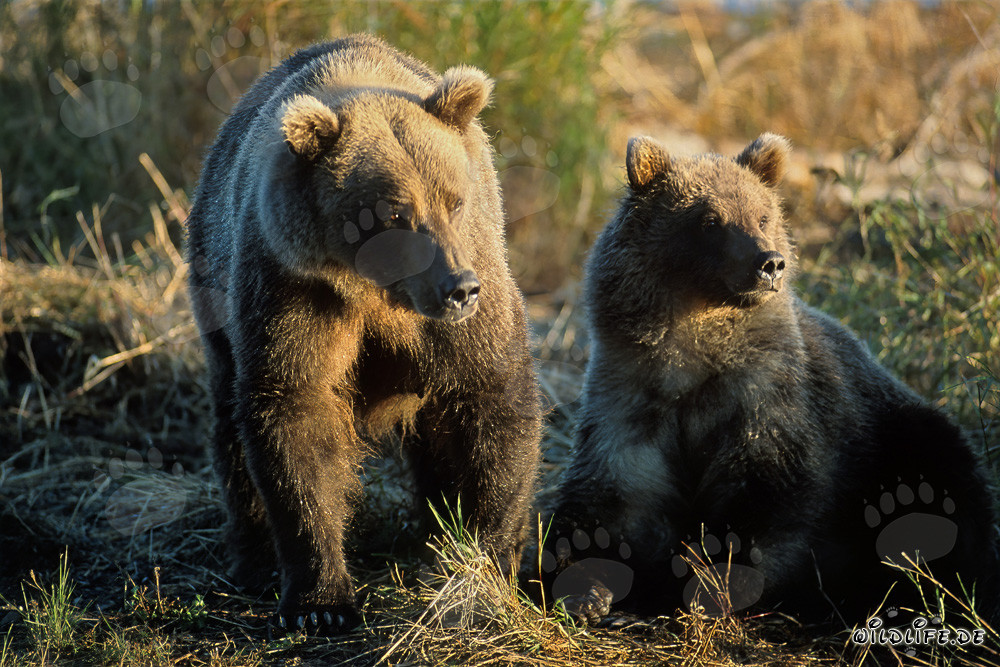 Impressive bear family at Brooks River, Alaska