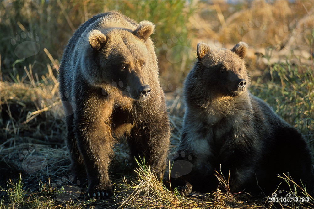Impresionante familia de osos en el río Brooks, Alaska