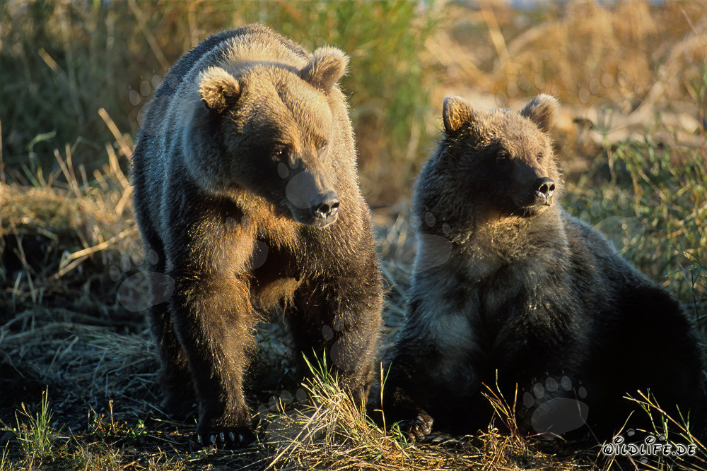 Famille impressionnante d'ours au Brooks River, Alaska
