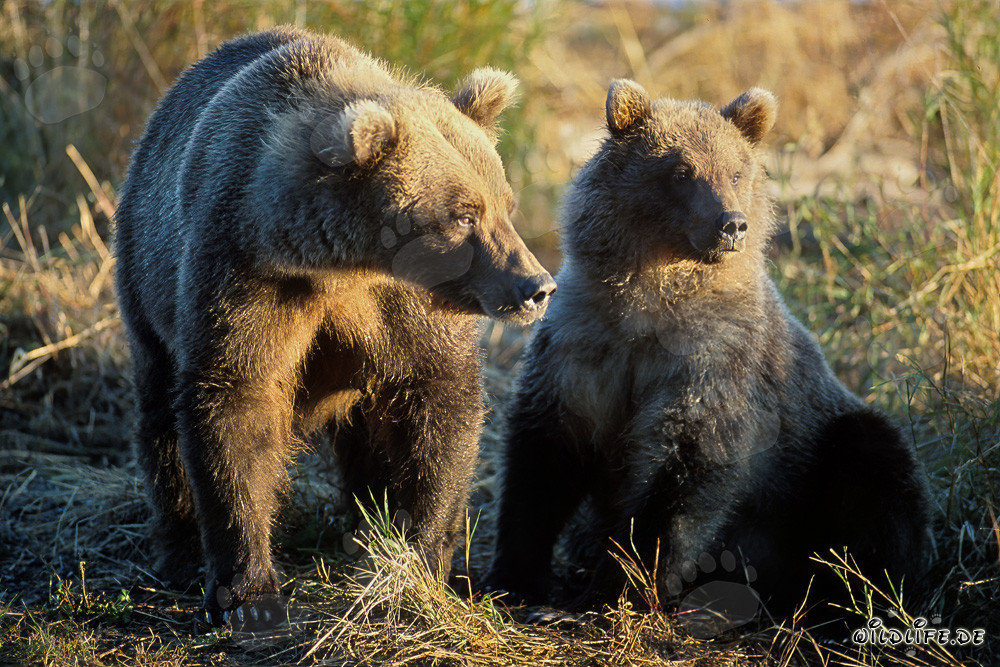 Brown bears watching the sunrise at Brooks River in Katmai, Alaska