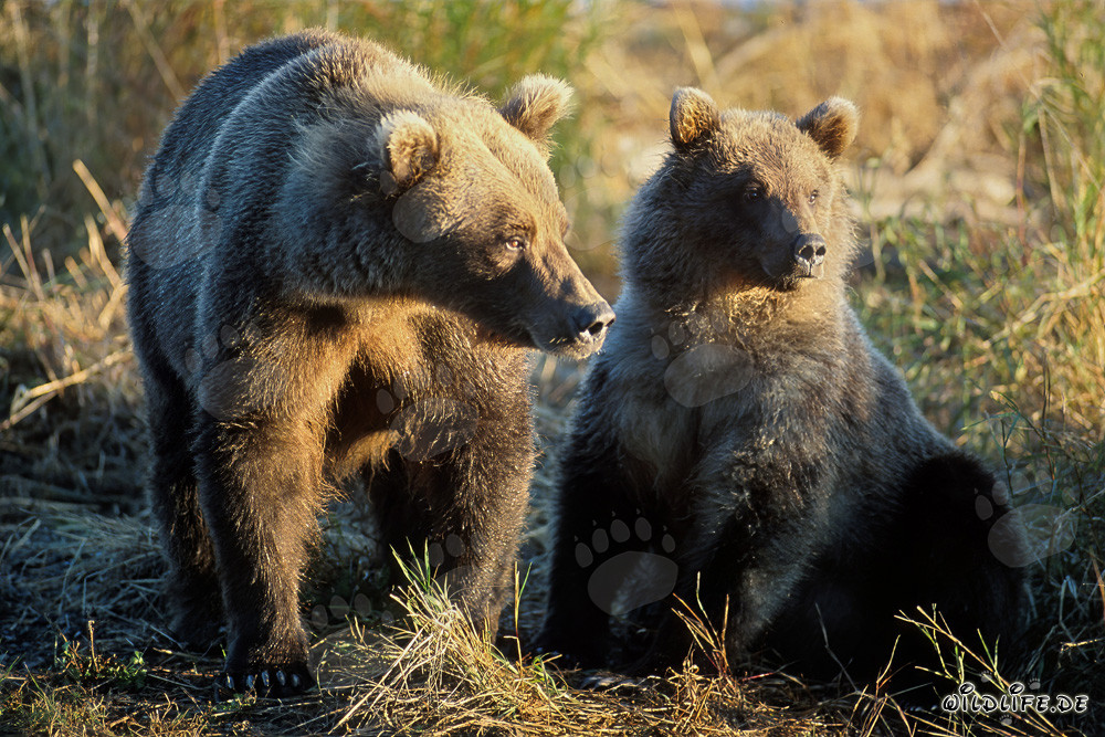 Osservazione degli orsi bruni al sorgere del sole sul fiume Brooks a Katmai, Alaska