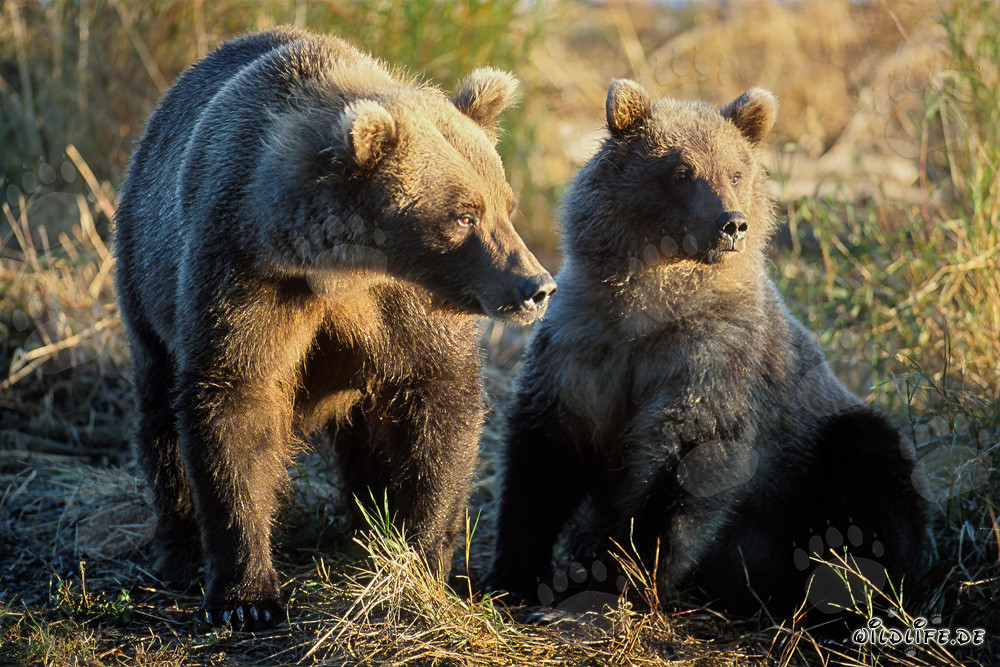 Observación de osos pardos al amanecer en el río Brooks en Katmai, Alaska
