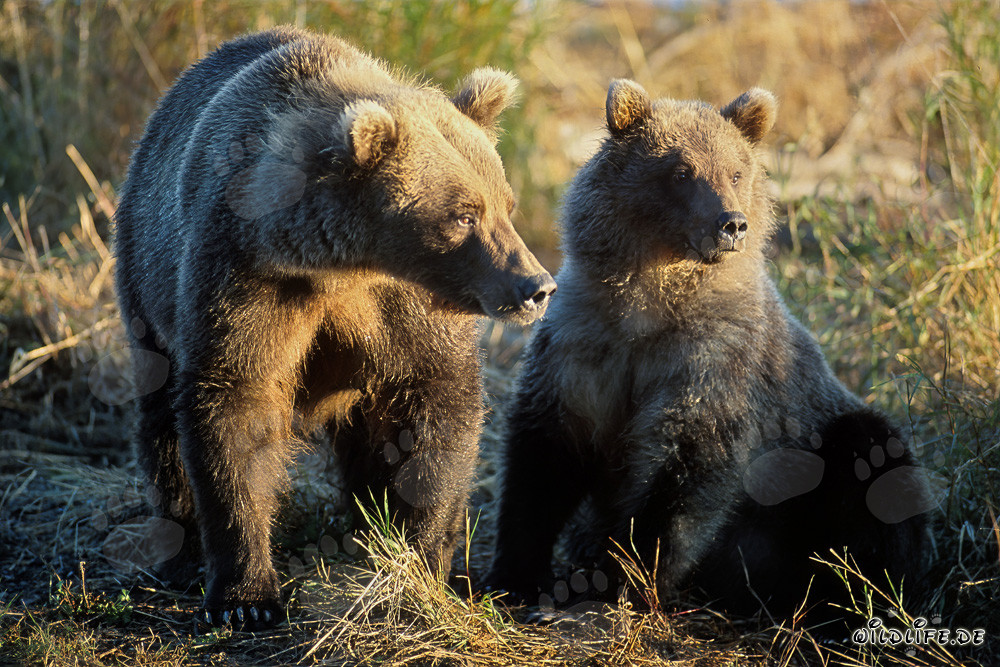 Observation des ours bruns au lever du soleil sur la rivière Brooks à Katmai, Alaska