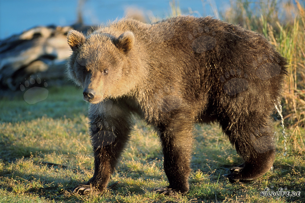 Jeune ours brun au bord de la rivière