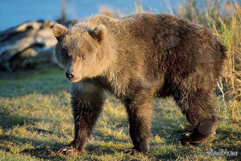Joven oso pardo en la orilla del río