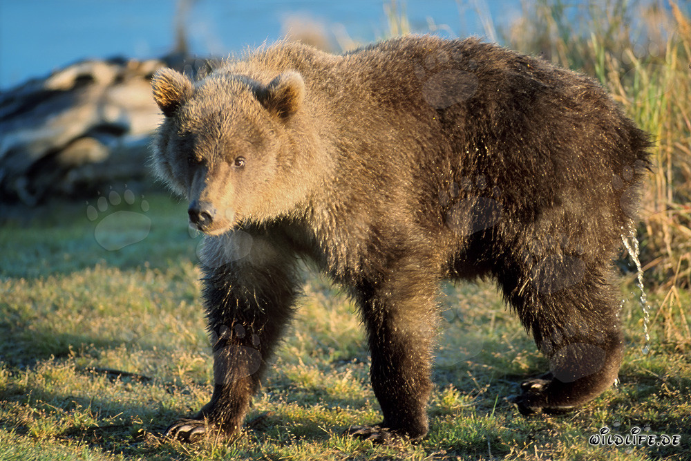 Junger Braunbär am Ufer des Flusses