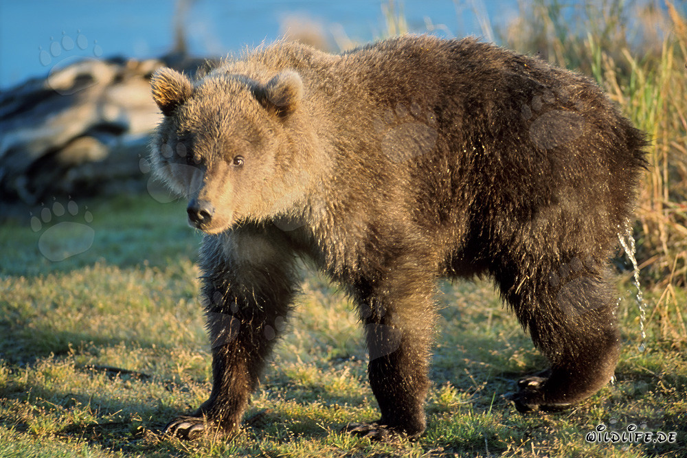 Young Brown Bear on the River Bank