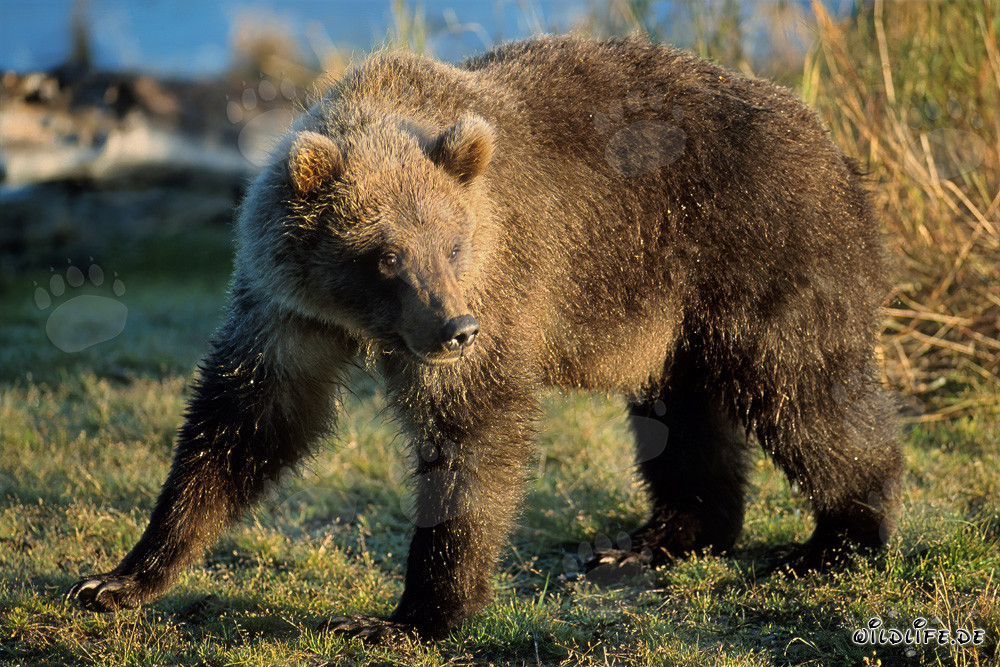 Giovane orso scopre resti di salmone presso il Brooks River a Katmai, Alaska
