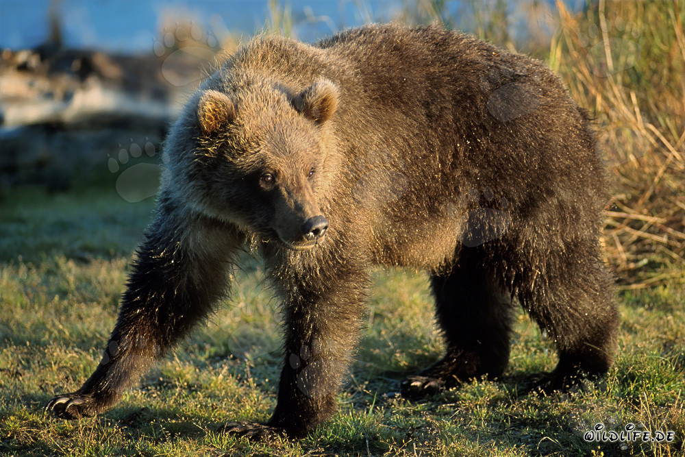 Jeune ours découvre des restes de saumon au Brooks River à Katmai, Alaska