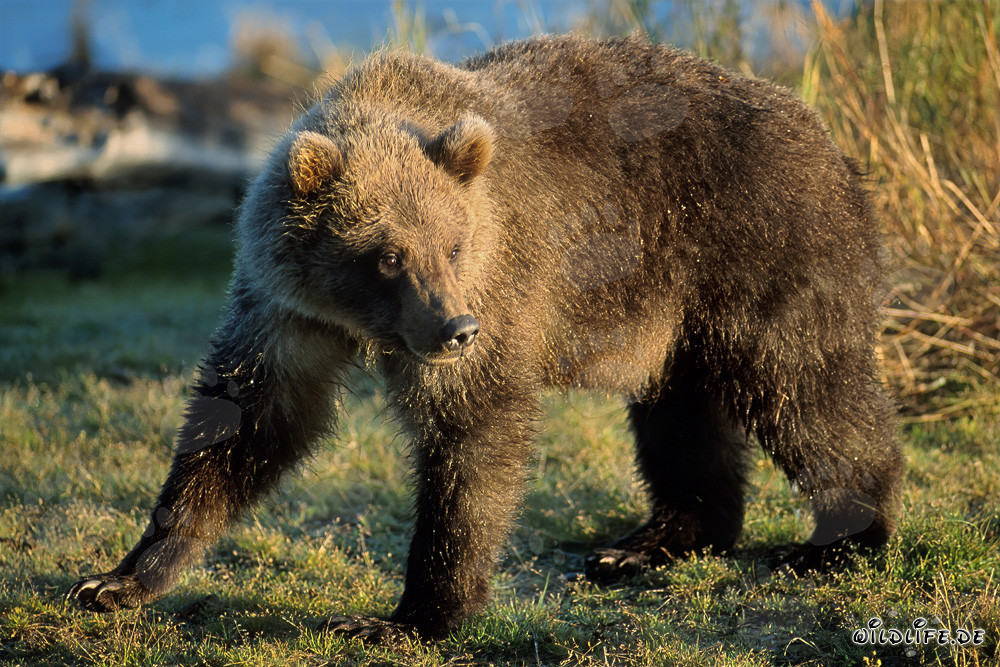 Jungbär entdeckt Lachsreste am Brooks River in Katmai, Alaska