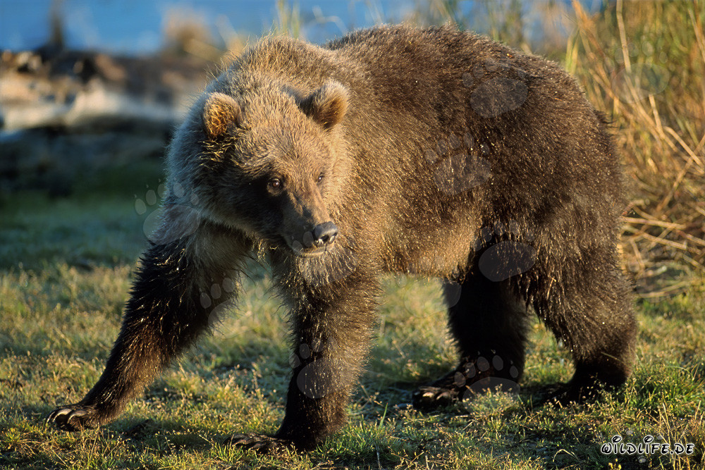 Oso joven descubre restos de salmón en el río Brooks en Katmai, Alaska