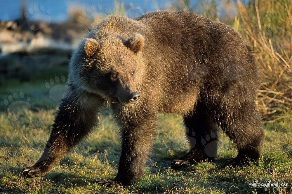 Young bear discovers salmon remnants at Brooks River in Katmai, Alaska