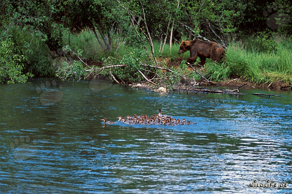 Serreta grande en la cascada
