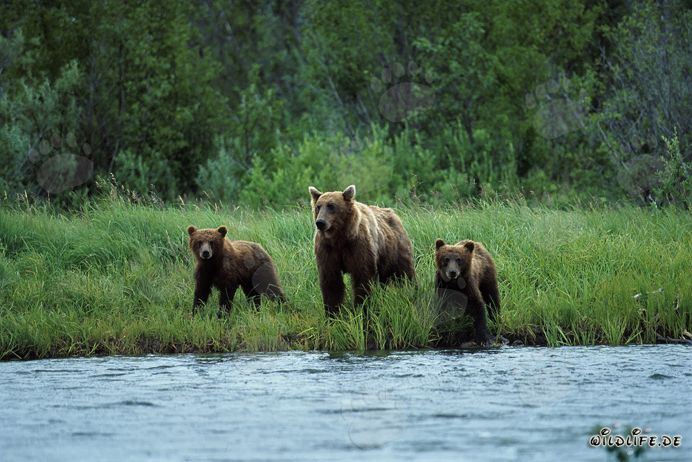 Braunbärin mit Jungen am Ufer des Lachsflusses im Katmai-Hinterland