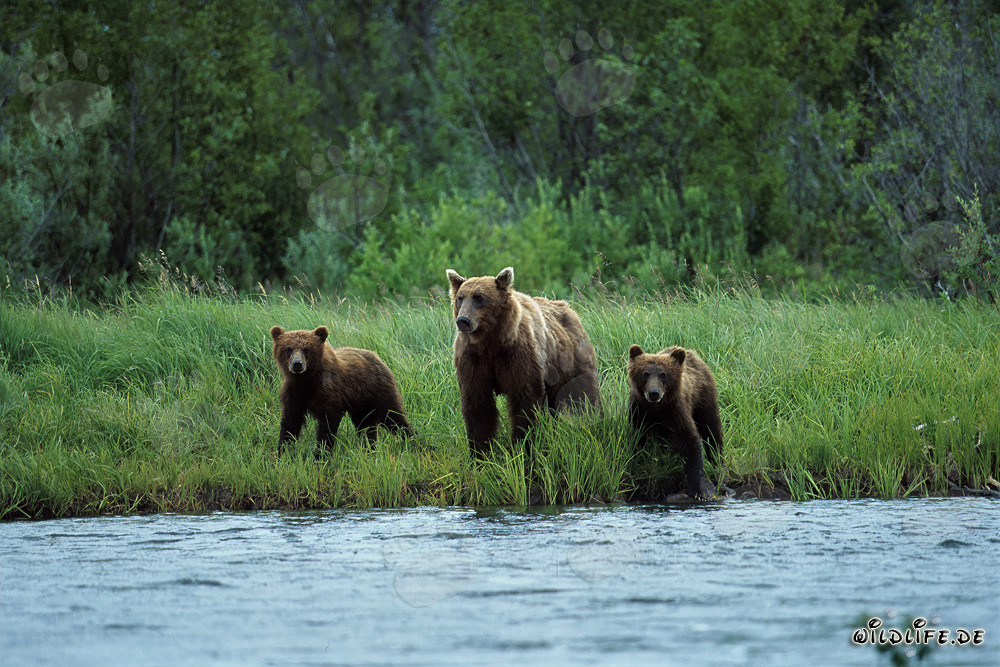 Orsa bruna con cuccioli sulle rive del fiume di salmoni nell'entroterra di Katmai
