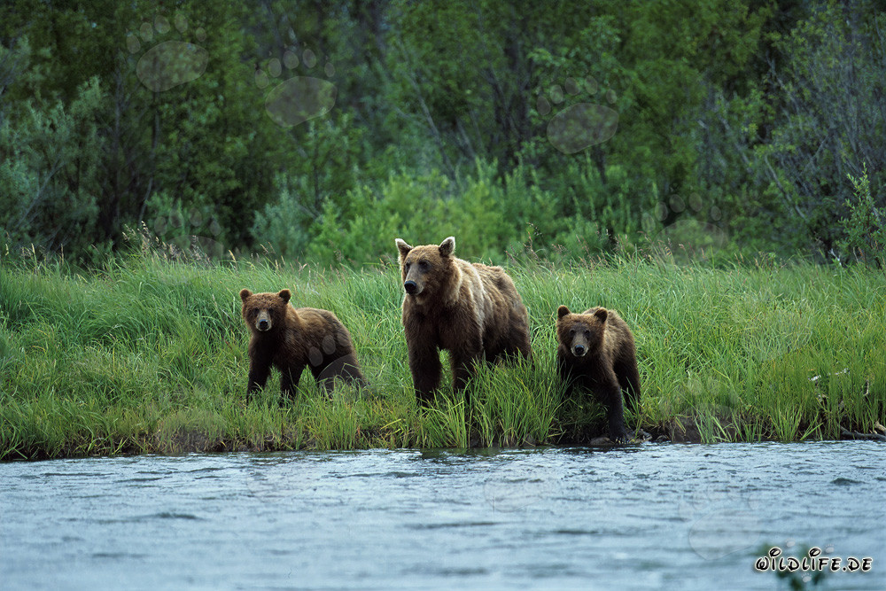 Osa parda con crías en la orilla del río de salmones en el interior de Katmai