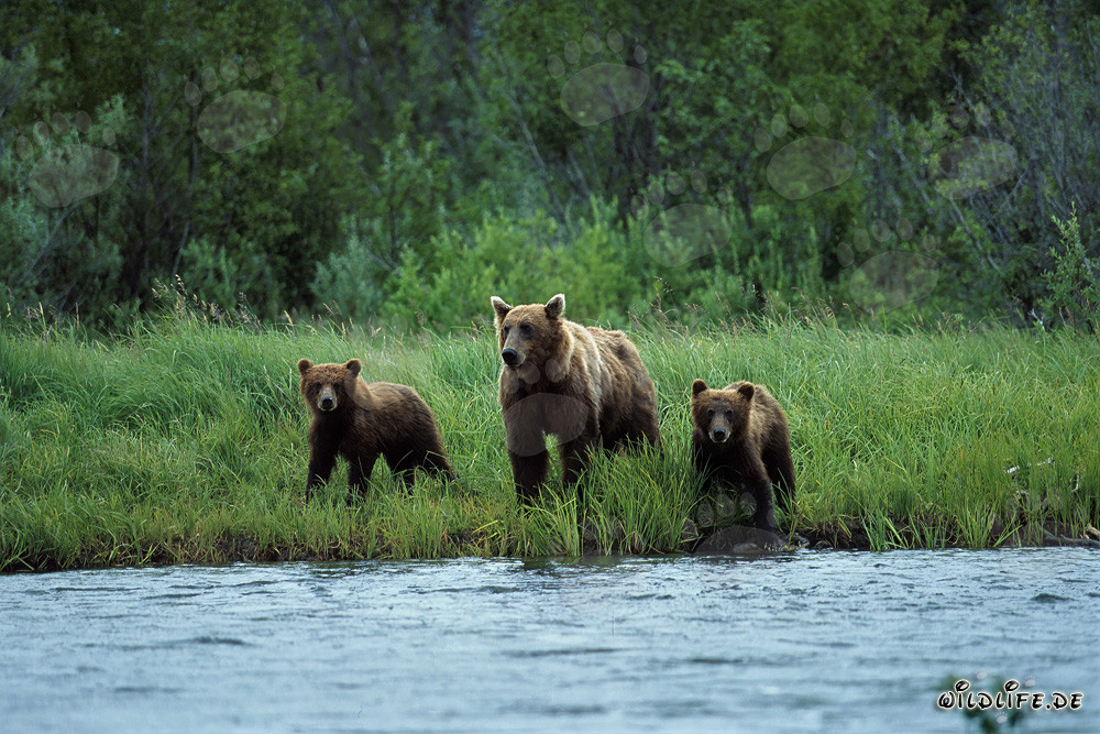 Ourse brune avec ses petits au bord de la rivière à saumon dans l'arrière-pays de Katmai
