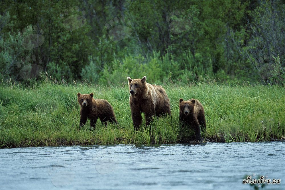 Sow with her cubs at the shore of the salmon river in Katmai backcountry