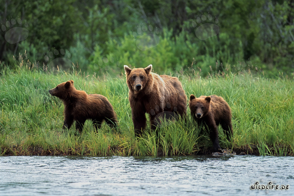 Three majestic brown bears at the shore of a wild river