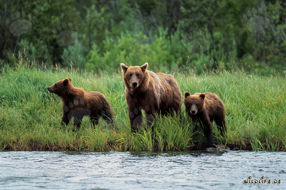 Tres majestuosos osos pardos en la orilla de un río salvaje