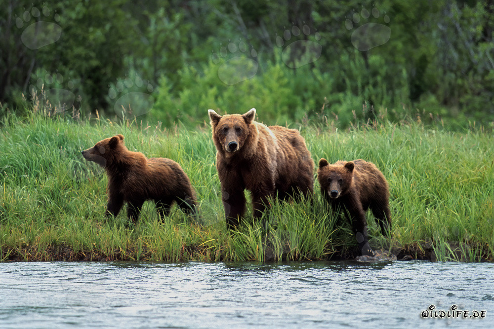 Trois majestueux ours bruns au bord d'une rivière sauvage