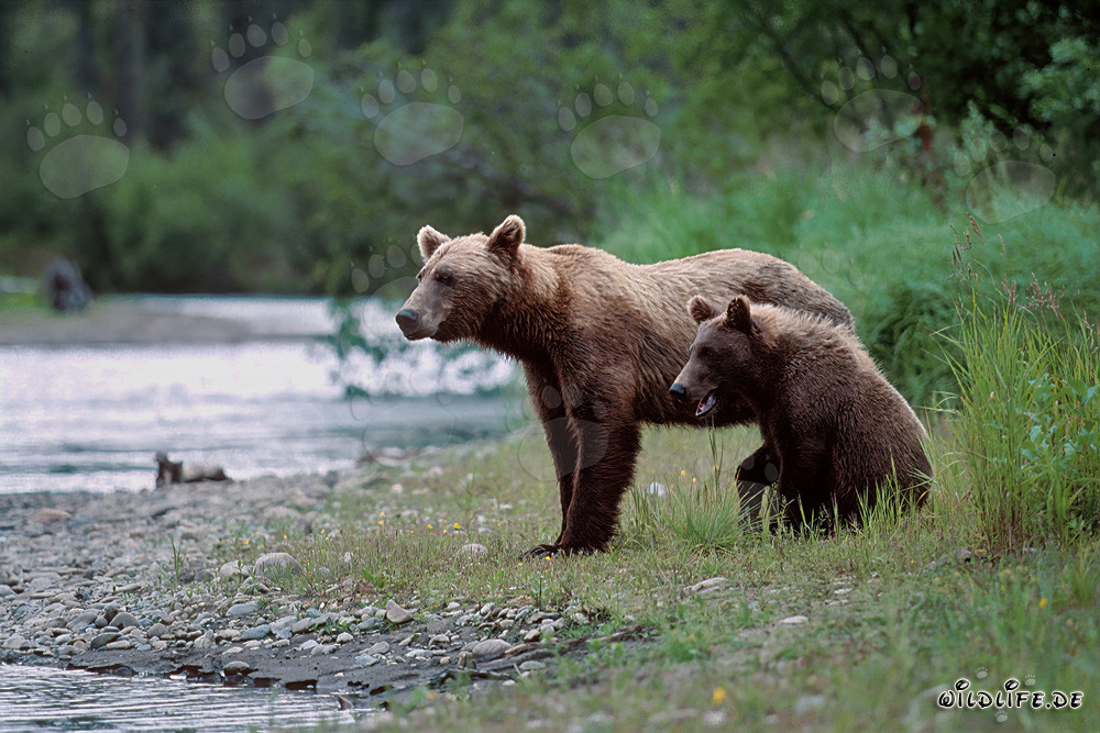 Brown bear sow with cub on a riverbank