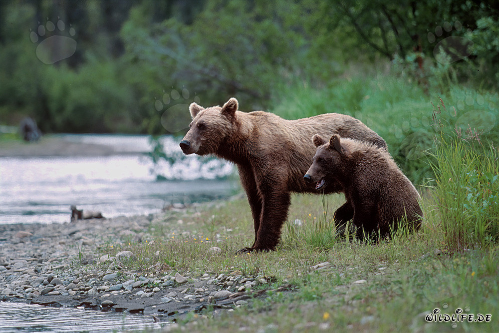 Orsa bruna con cucciolo sulla riva di un fiume