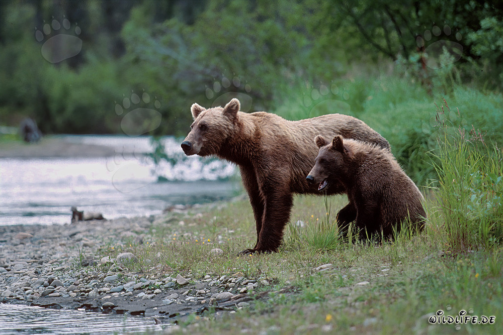 Osa parda con cría en la orilla de un río