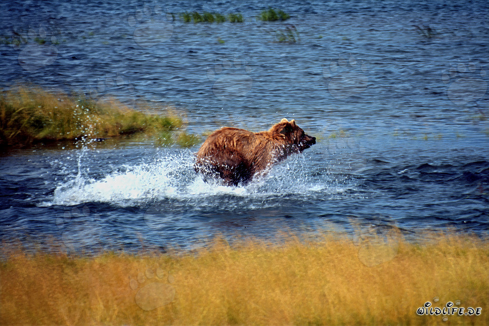Majestätischer Braunbär beim Lachsfischen im glasklaren Fluss