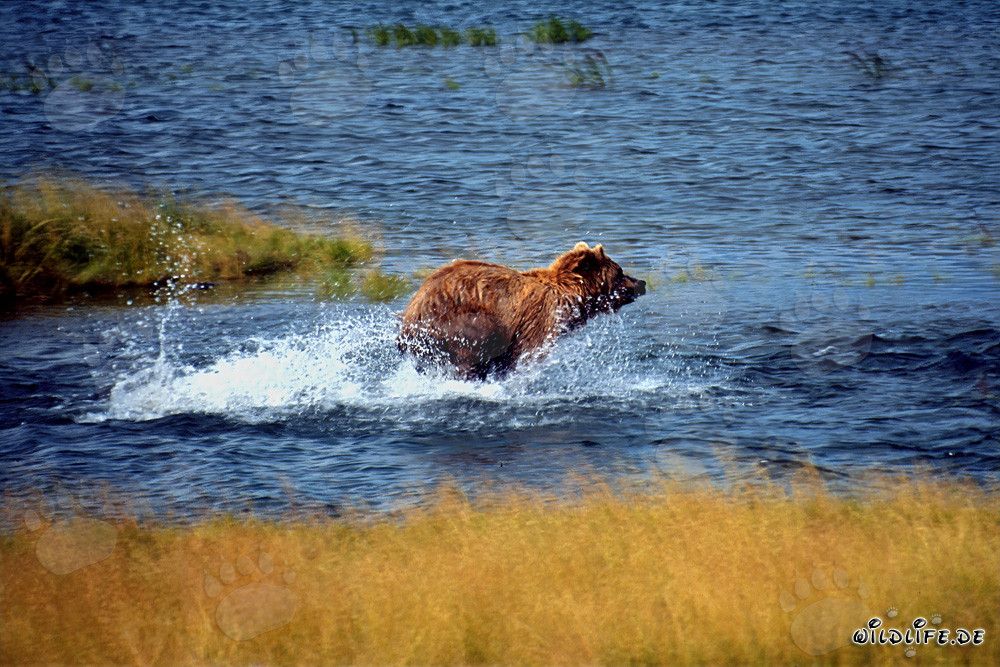 Majestic Brown Bear fishing for salmon in crystal clear river