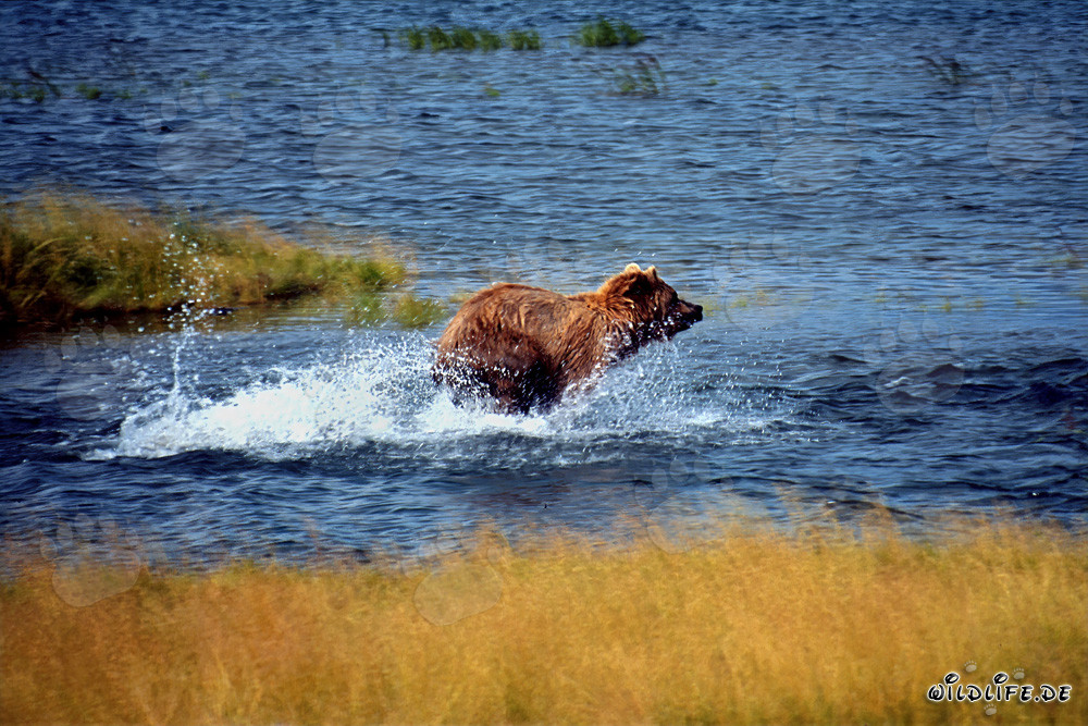 Maestoso orso bruno che pesca salmoni in un fiume limpido