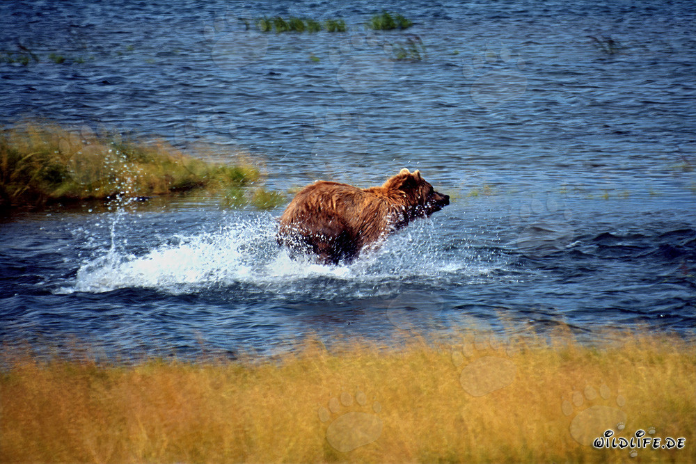 Oso pardo majestuoso pescando salmones en un río cristalino