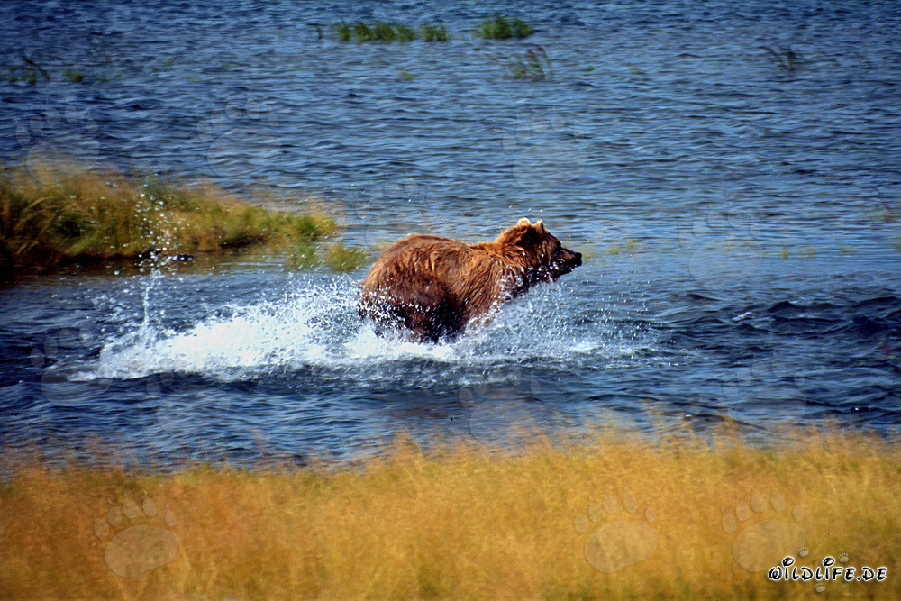 Ours brun majestueux pêchant le saumon dans une rivière limpide