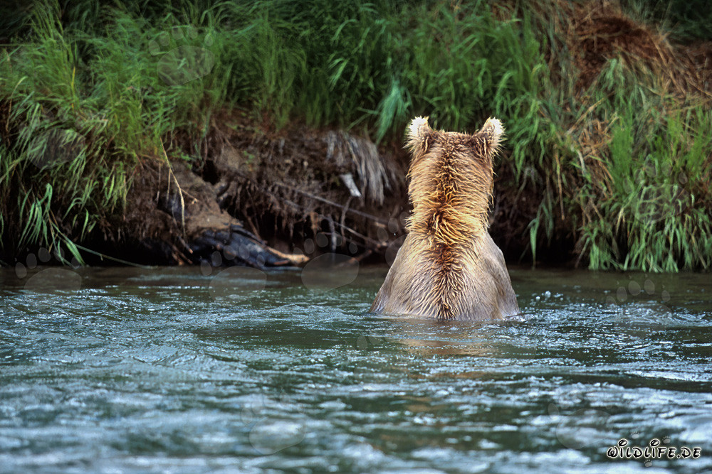 Majestätischer Braunbär beim Lachsfischen im klaren Fluss