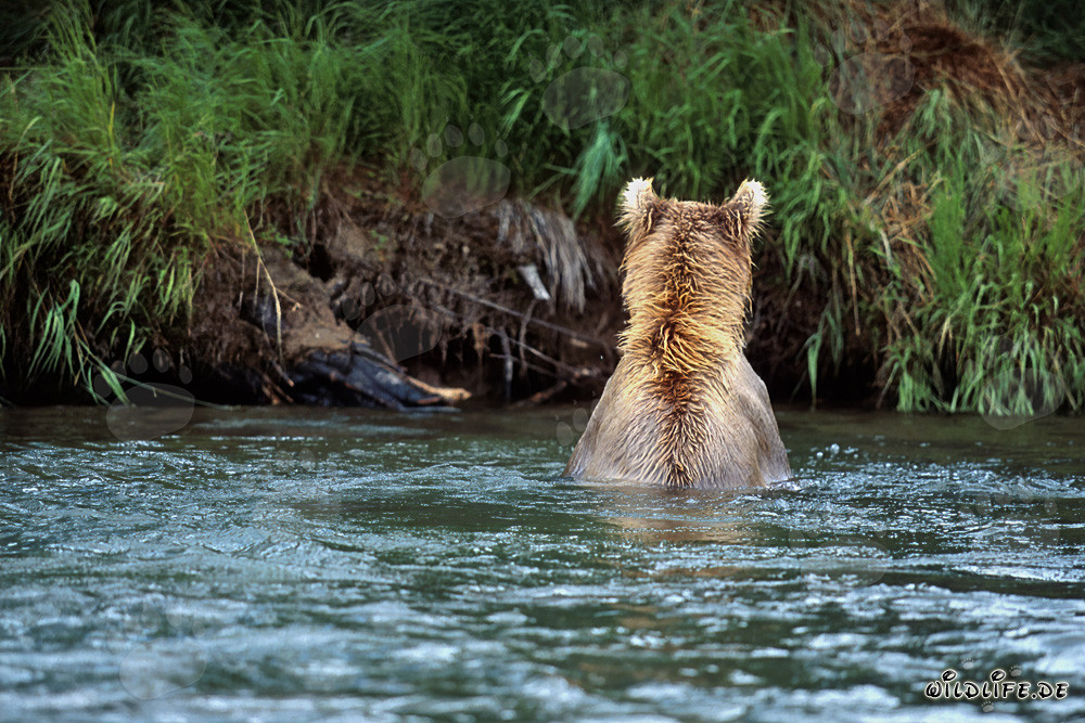 Majestic Brown Bear fishing for salmon in the clear river