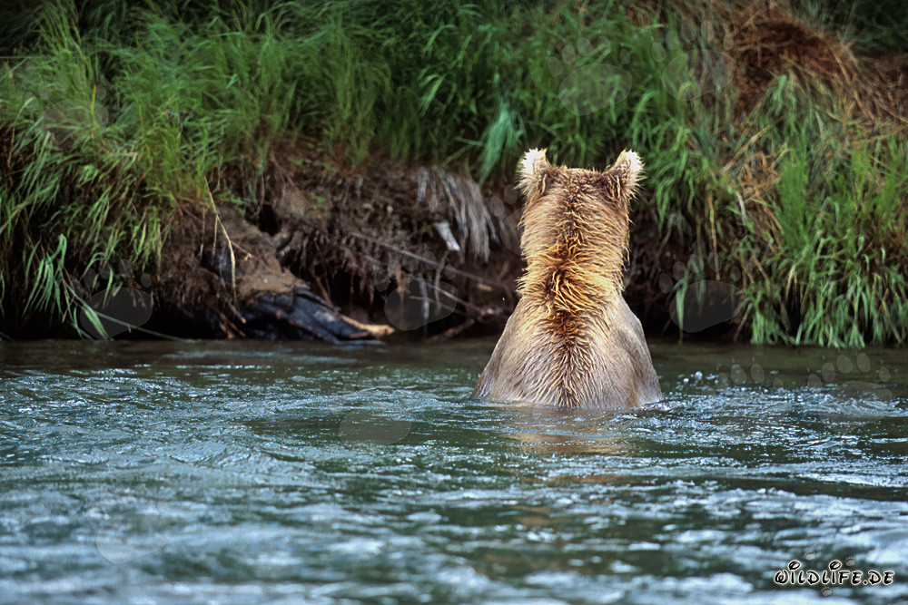 Maestoso orso bruno che pesca salmoni in un fiume limpido