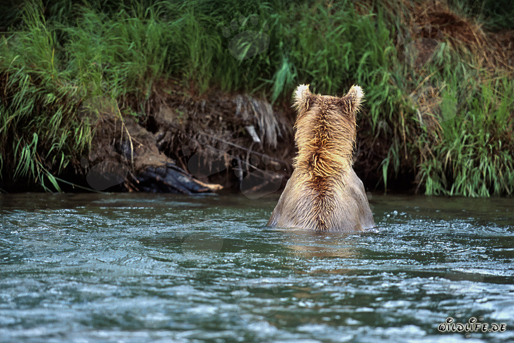 Oso pardo majestuoso pescando salmones en un río claro