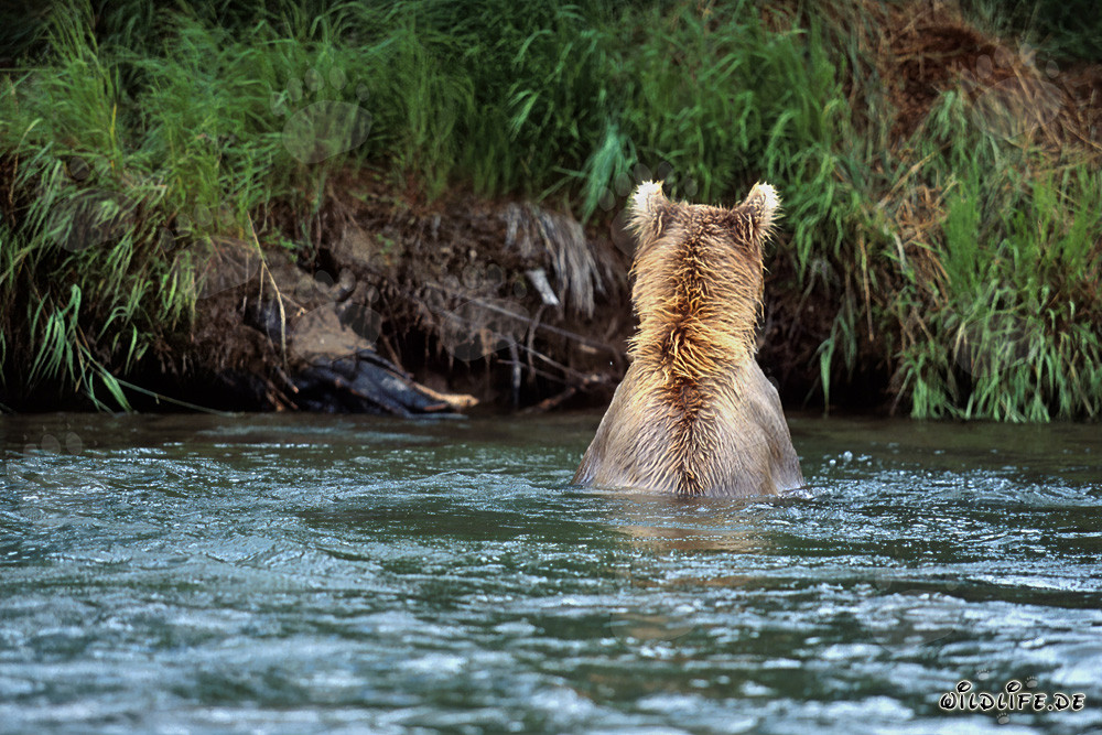 Ours brun majestueux pêchant le saumon dans une rivière claire